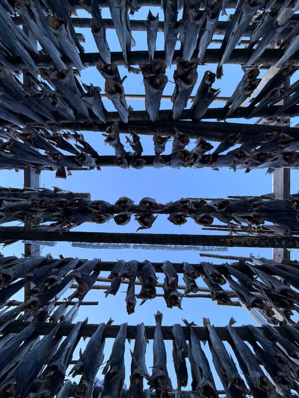 Traditional stockfish drying documented in Henningsvær, Norway