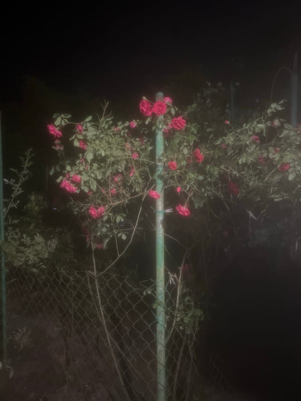 Nighttime photos captured in Sochi show roses, resident selfie