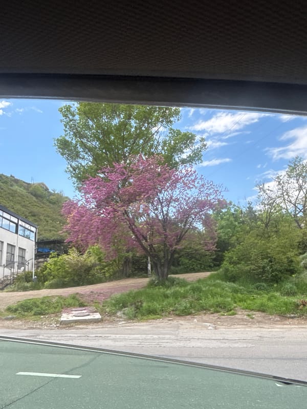 Purple flowering tree spotted from vehicle in Tbilisi