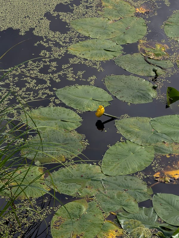 Duckweed-covered pond and summer greenery in a St. Petersburg park