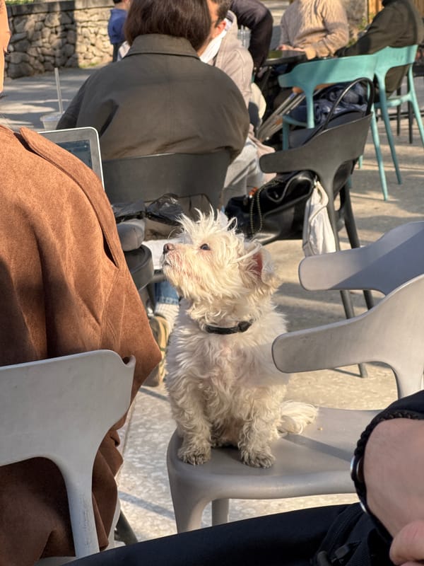 Small white dog spotted at Yerevan cafe amid sunny afternoon