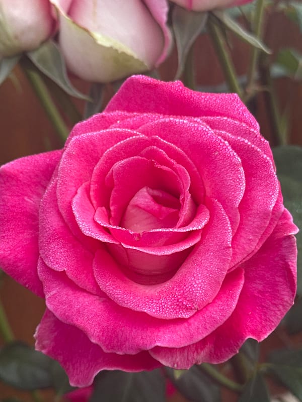 Dew-covered roses and morning skies in Zvenyhorodka