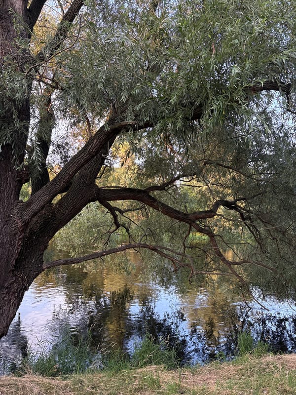 Ducks, dogs, and a riverside park on a summer afternoon