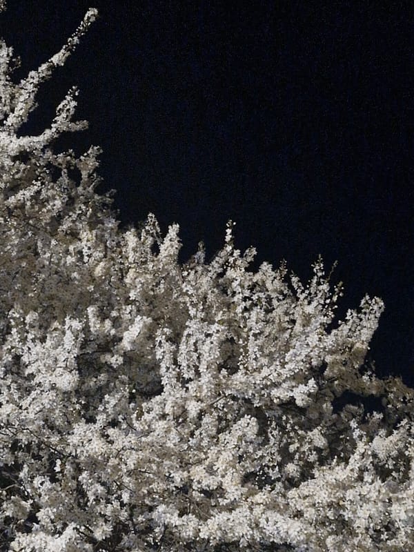 Blooming tree captured against night sky in Sofia