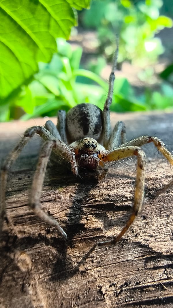 Patterned spider resting on worn wood in Mikhaylovka