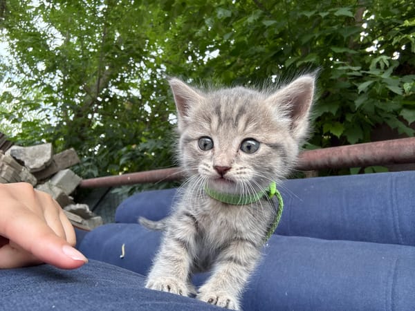 Grey tabby kitten in green collar gets up-close attention