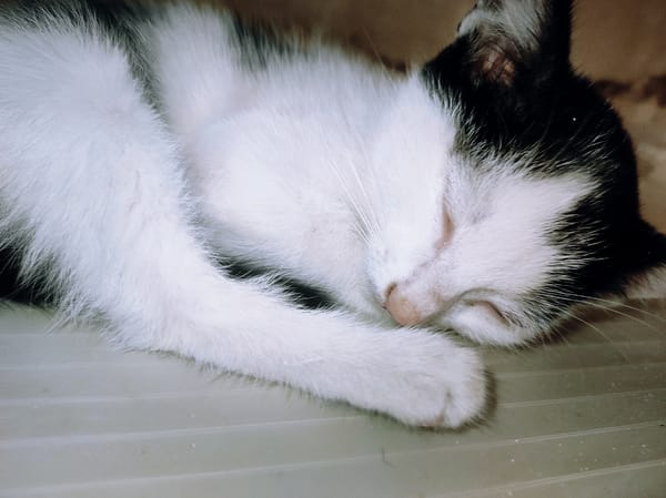 Sleeping kitten photographed in Jos, Nigeria