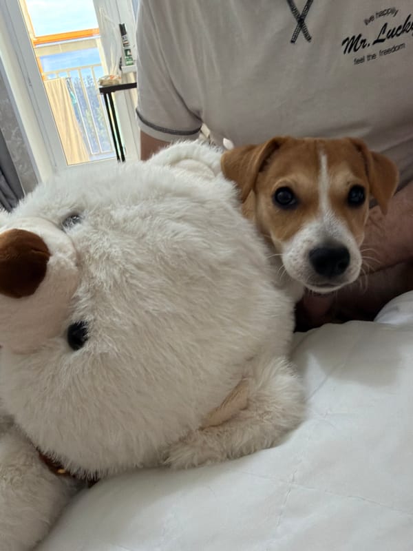 Jack Russell puppy plays with oversized white plush toy indoors