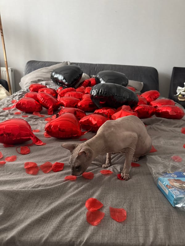 Sphynx cat photographed with Valentine decorations in Tbilisi bedroom