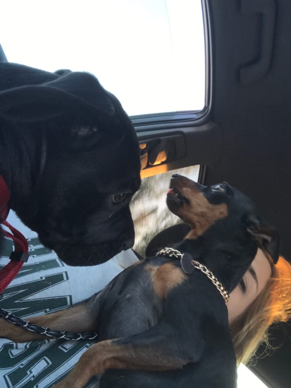 Woman travels with two dogs in Kharkiv vehicle