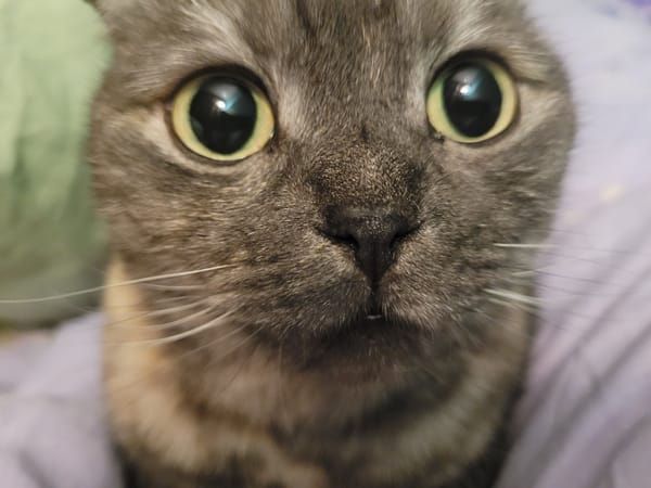 Grey tabby cat photographed in close-up in Izhevsk