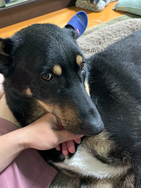 Dog receives affection from owner in Nizhny Tagil home