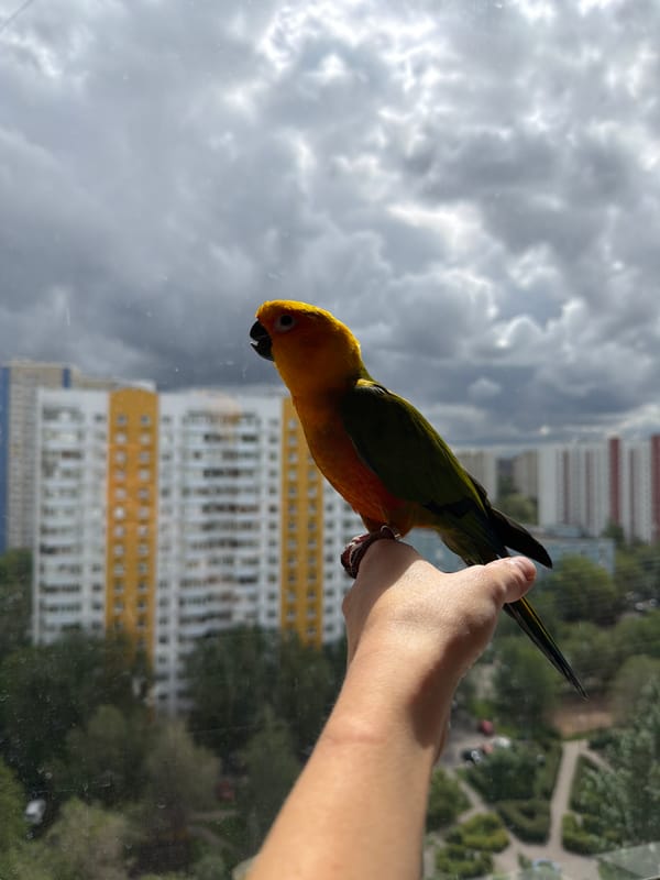 Colorful Sun Conure parrot spotted in Khimki home