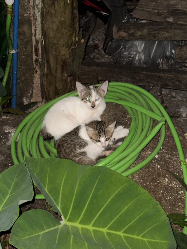 Two kittens rest inside garden hose coils in Philippines