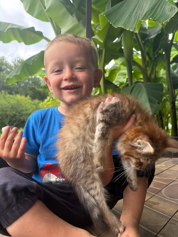 Backyard afternoon in Sochi: kittens, cats, and garden exploration