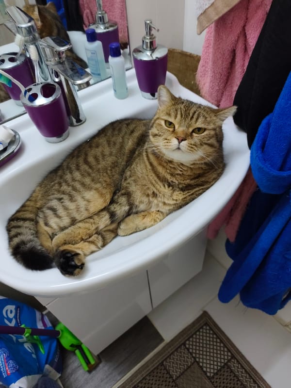 Tabby cat claims a bathroom sink in Komsomolsk-on-Amur