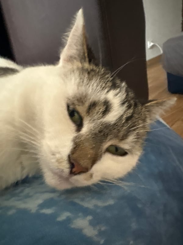 White and grey tabby cat resting on a blue blanket indoors