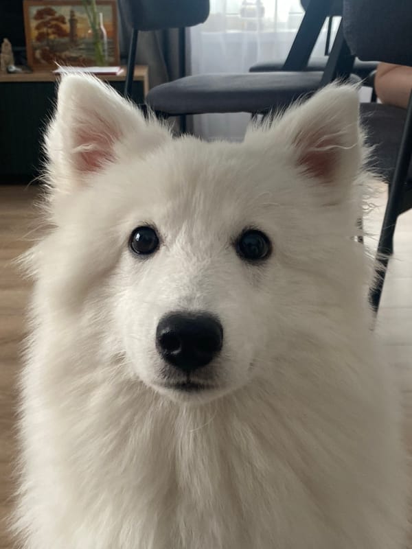 Fluffy Samoyed plays key trick on Moscow apartment floor