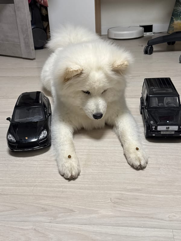 Woman and Samoyed puppy share playful moments in Chaikovsky
