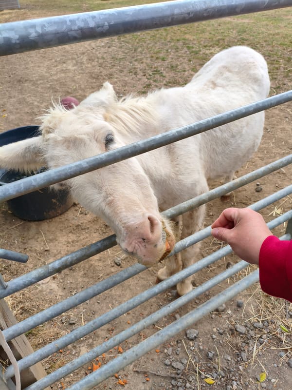 Donkeys and a miniature horse at a rural East Lindsey enclosure