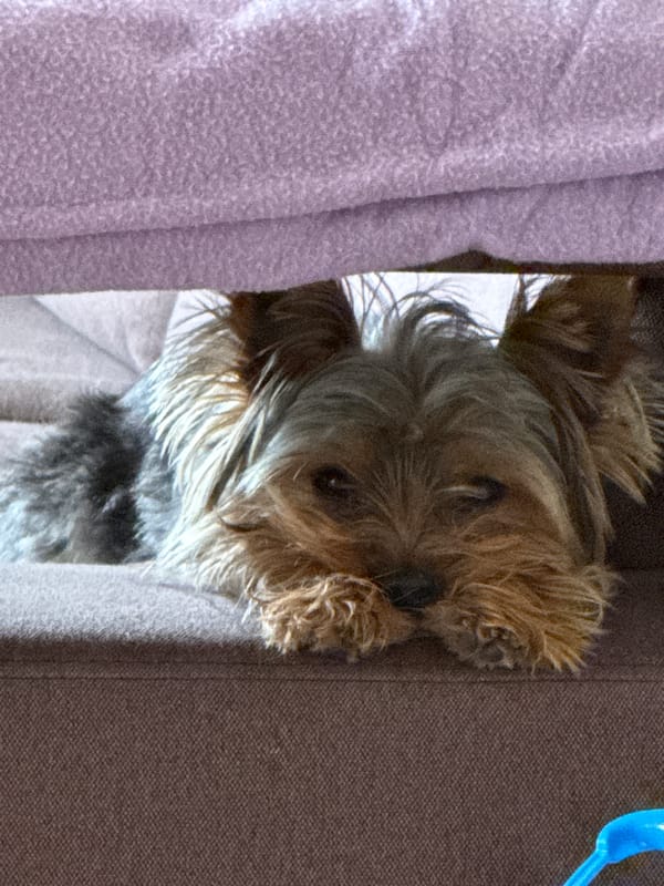 Morning routine with pet dog and academic work in Varna