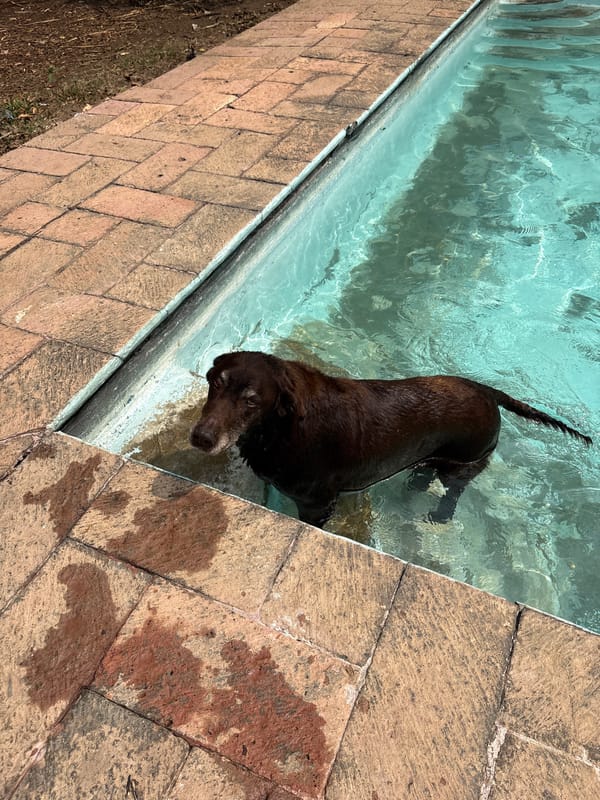 Brown Labrador enjoys pool time in Cuernavaca backyard
