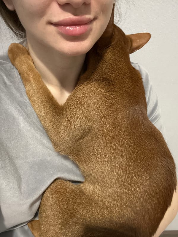 Woman spends quiet morning with Abyssinian cat in Kazan
