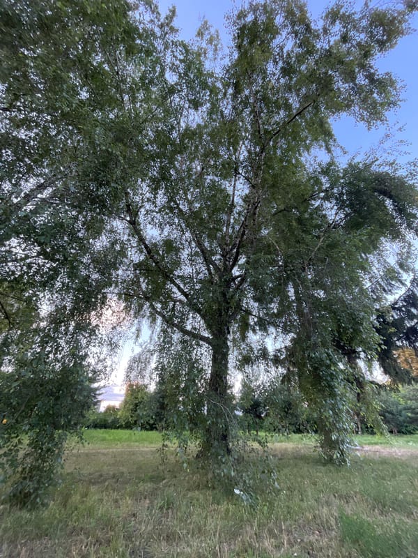 Summer afternoon in a Kyiv park, birches and spruces.
