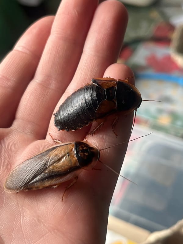 Pets and insects documented in Russian home settings