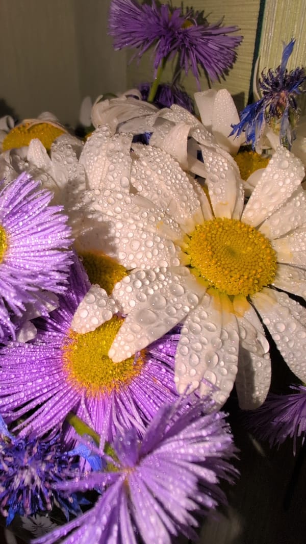 Close-up details of a daisy and aster bouquet with water droplets