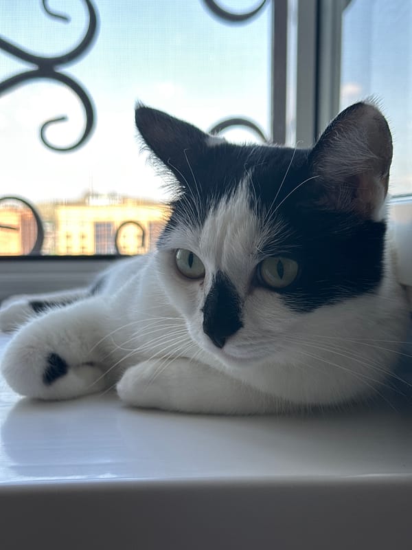 Black and white cat lounging on a windowsill in Kokshetau