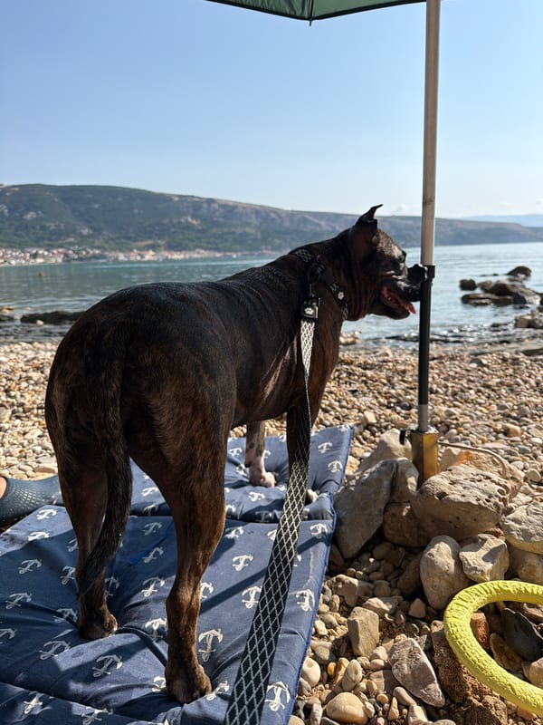 Dogs hit the rocky shores of Baška on a sunny morning