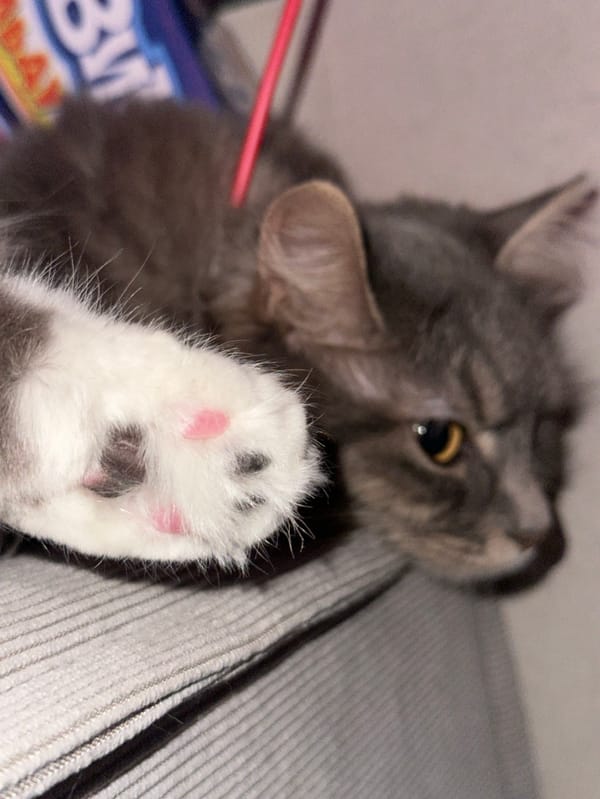 Podolsk resident captures evening moments with sleeping gray tabby cat