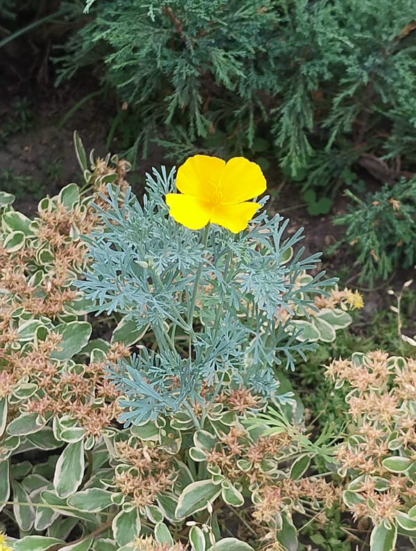 Bees, butterflies, and blooms in a busy summer garden