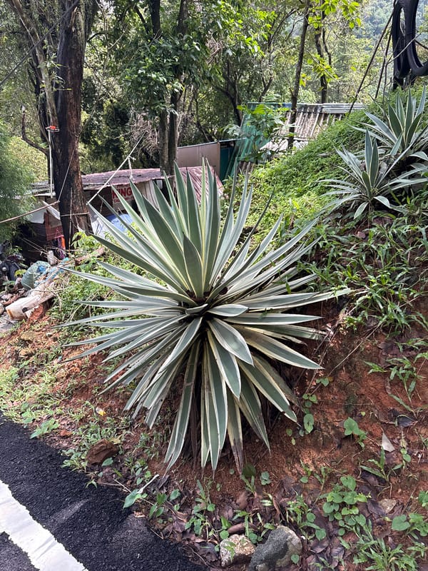 Morning walk through tropical Karon captures local flora and life