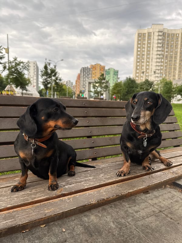 Moscow park morning: dachshunds, marigolds, and a mirrored pond