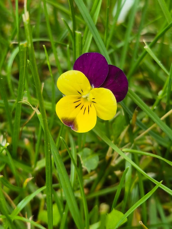 Spring flowers documented in close-up photography session