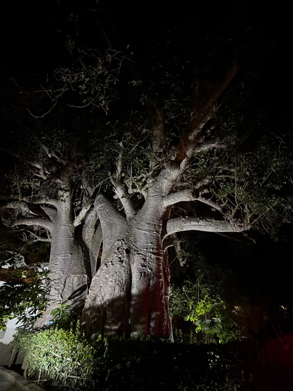 Large baobab tree found fallen in Pemba, Mozambique