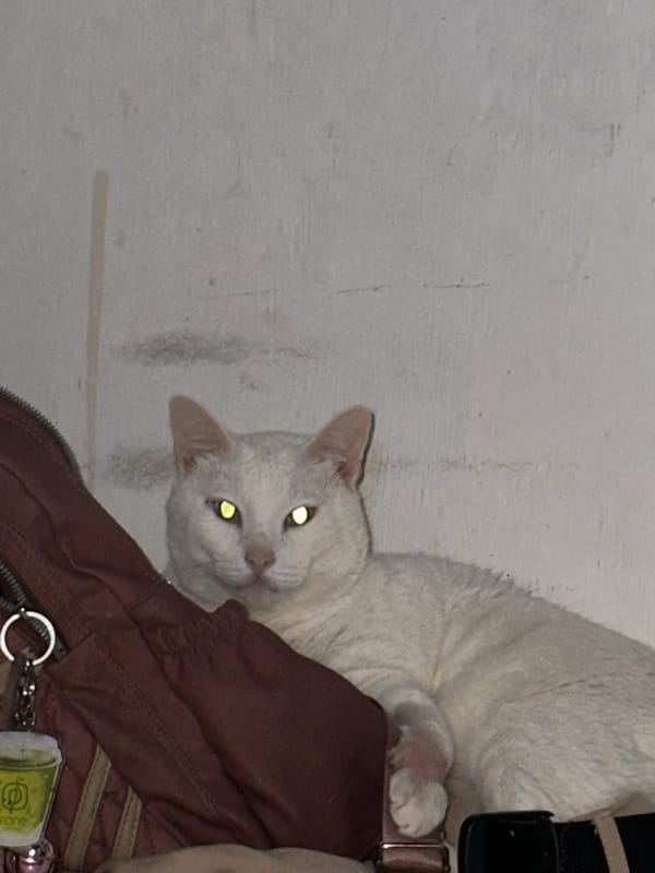 White heterochromatic cat photographed on bag in North Jakarta