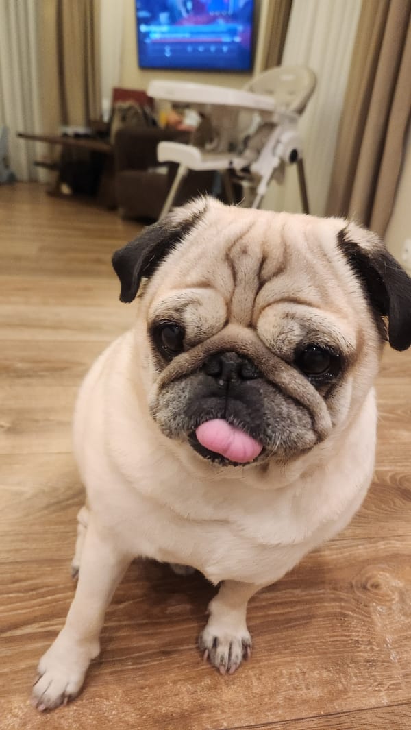 Pug and luxury items documented in Plovdiv evening scene