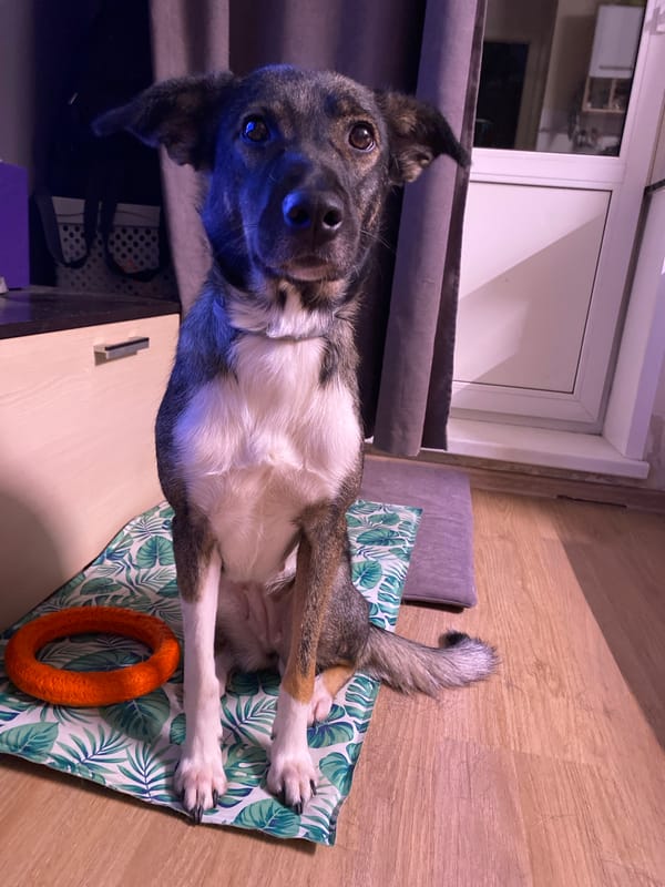 Casual pet photos captured in Chaikovsky homes Thursday evening
