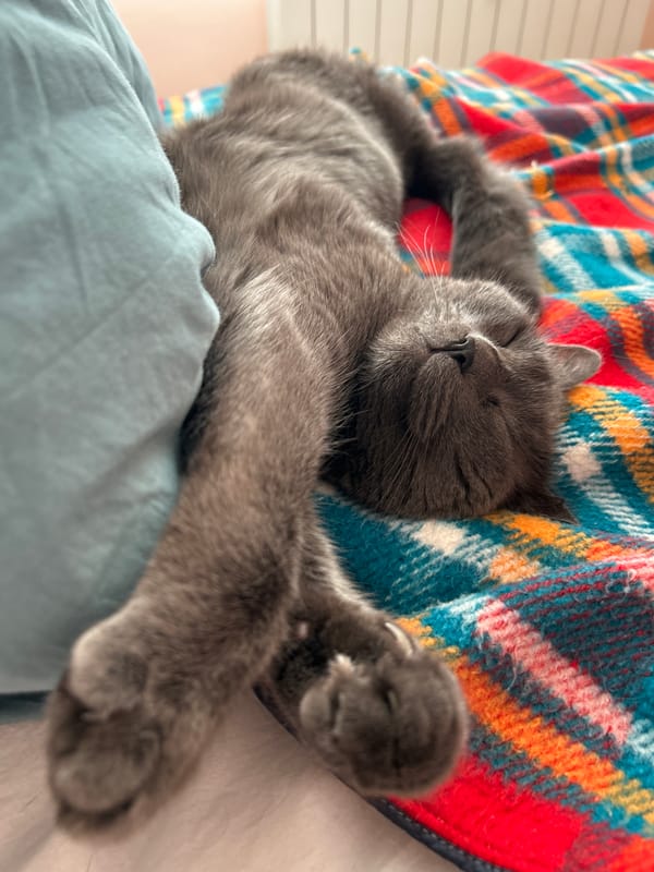 Gray cat naps on blue bedding in Veliko Tarnovo