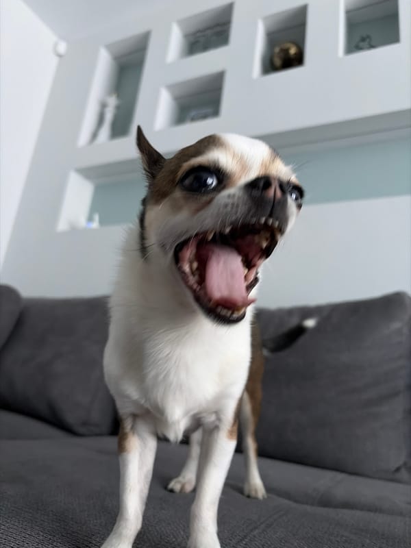 Small dog rests on couch in Bulgarian home