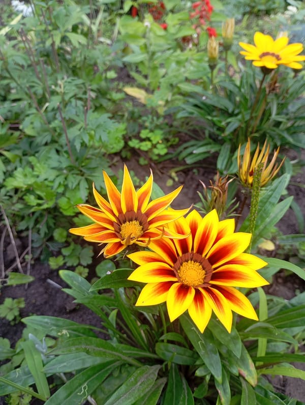 Gazania flowers in bloom at a Kharkiv garden