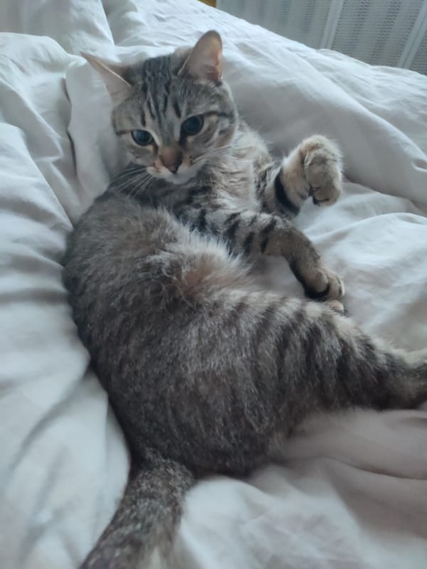 Tabby cat photographed on bed in Chaikovsky, Russia