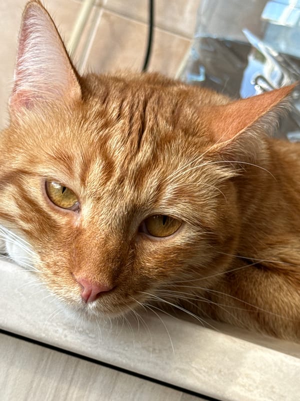 Orange tabby cat resting on a countertop in Vratsa, Bulgaria