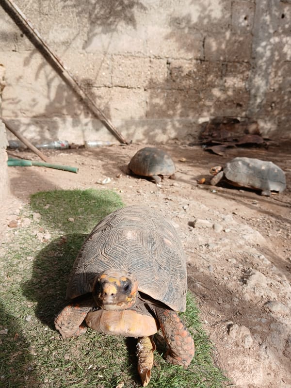 Tortoises spotted feeding amid international currency display in Venezuela
