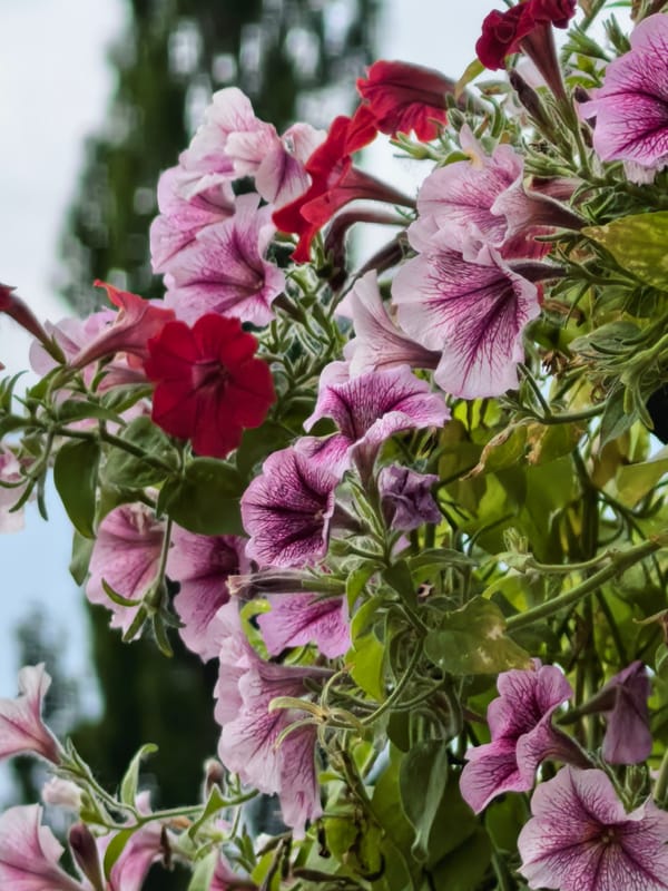 Morning flower gardens documented in Sterlitamak, Russia parks