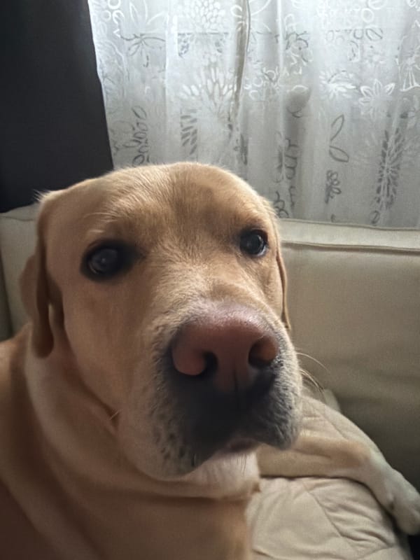 Labrador Retriever lounging on a dark wood floor, multiple angles