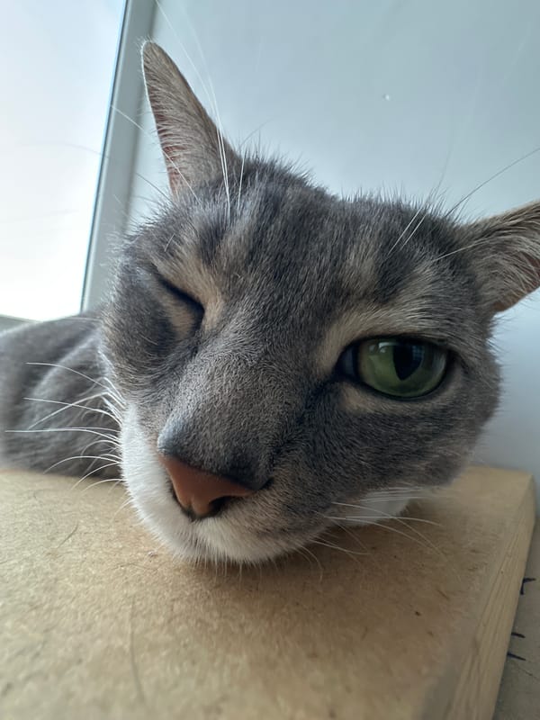 A lazy afternoon with a gray tabby cat and open skies